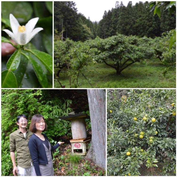 Matsubayashi farm, Kozagawa, Wakayama