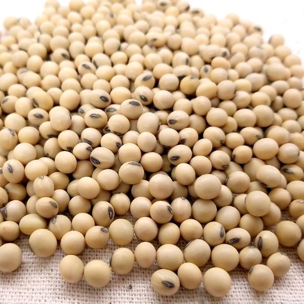 Hokkaido Sojabohnen aus bio Anbau 250gr