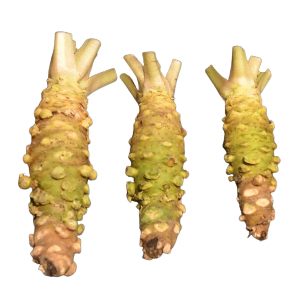 Wasabi frisch SS aus Japan