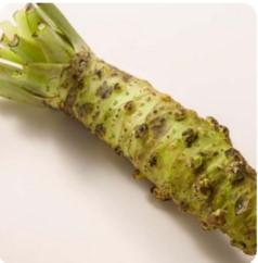 Wasabi Azumino frisch aus Japan