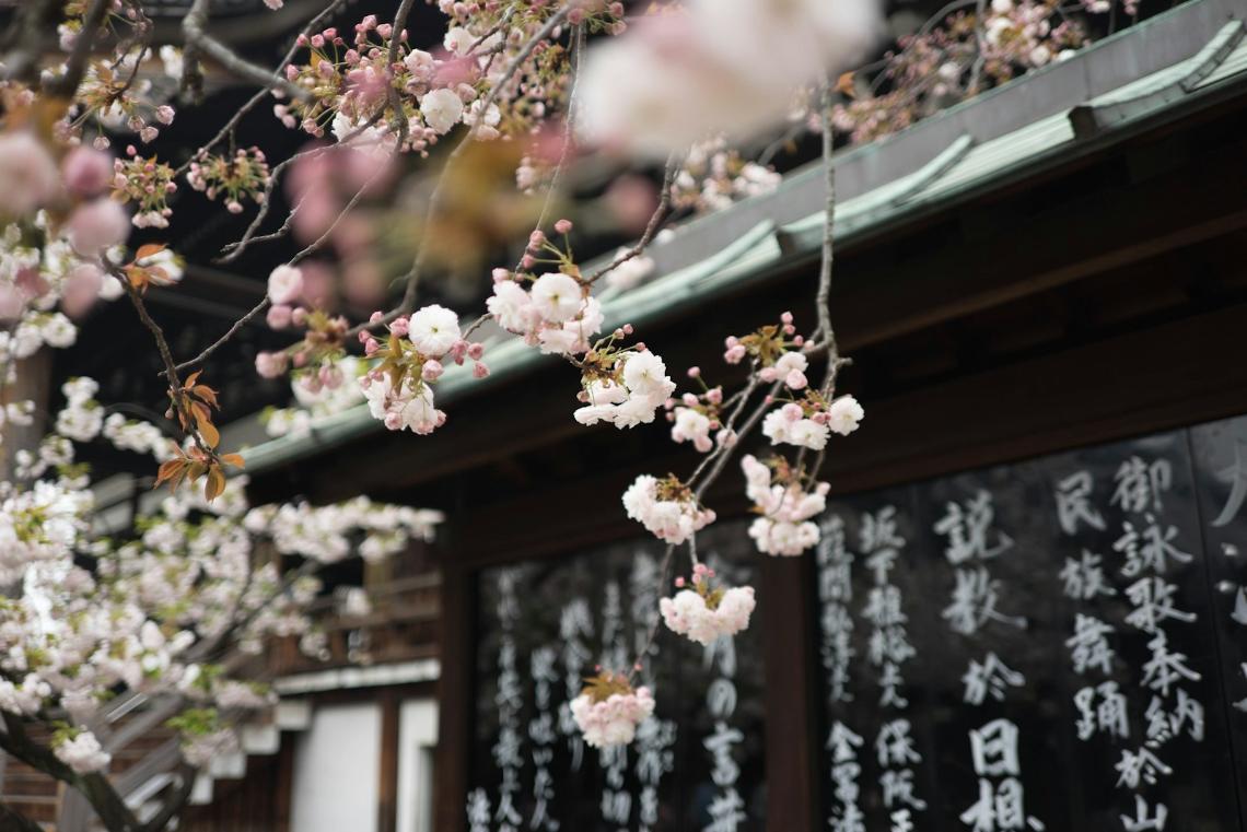 opening hours Shinwazen shop